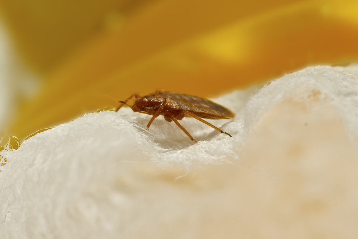 Bed Bug Bites | What To Do After Bed Bug Bites | Florida Bed Bug Lawyer