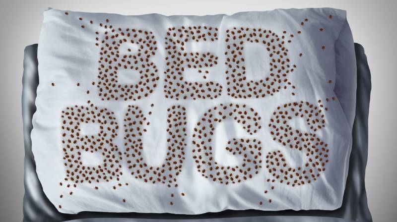 Bed Bugs 101_ What to Know About Bed Bugs